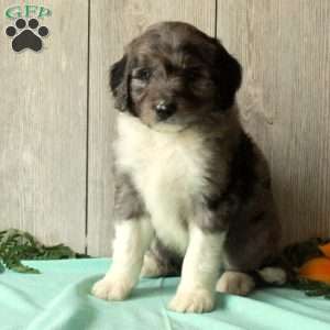 Sonny, Borderdoodle Puppy