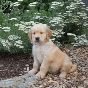 Sonny, Golden Retriever Puppy