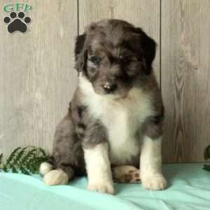Sonny, Borderdoodle Puppy
