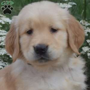 Sonny, Golden Retriever Puppy