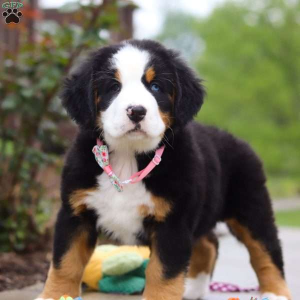 Katy, Bernese Mountain Dog Puppy