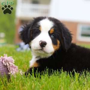 Katy, Bernese Mountain Dog Puppy