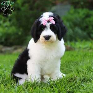 Sophia, Sheepadoodle Puppy