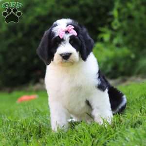 Sophia, Sheepadoodle Puppy