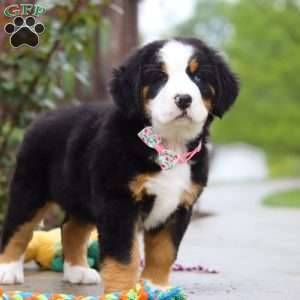 Katy, Bernese Mountain Dog Puppy