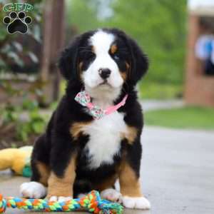 Katy, Bernese Mountain Dog Puppy