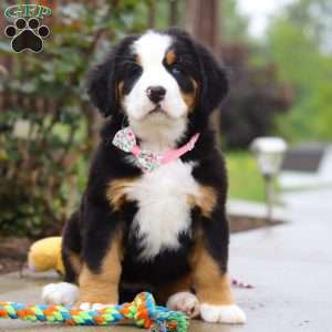 Katy, Bernese Mountain Dog Puppy