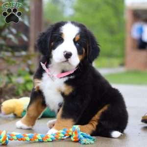 Katy, Bernese Mountain Dog Puppy