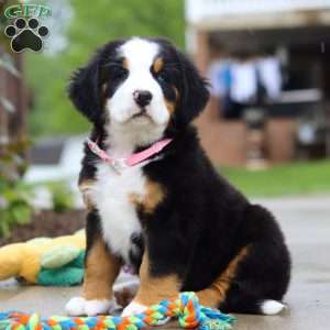 Katy, Bernese Mountain Dog Puppy