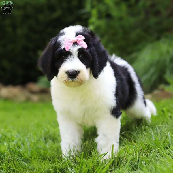 Sophia, Sheepadoodle Puppy