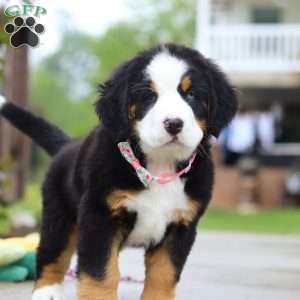 Katy, Bernese Mountain Dog Puppy