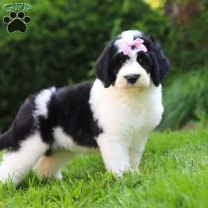 Sophia, Sheepadoodle Puppy
