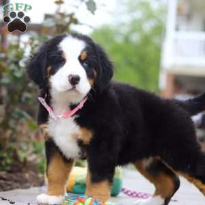 Katy, Bernese Mountain Dog Puppy
