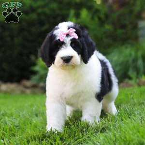 Sophia, Sheepadoodle Puppy