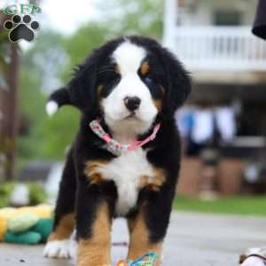 Katy, Bernese Mountain Dog Puppy
