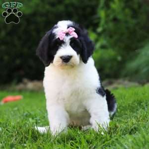 Sophia, Sheepadoodle Puppy