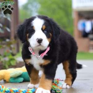Katy, Bernese Mountain Dog Puppy
