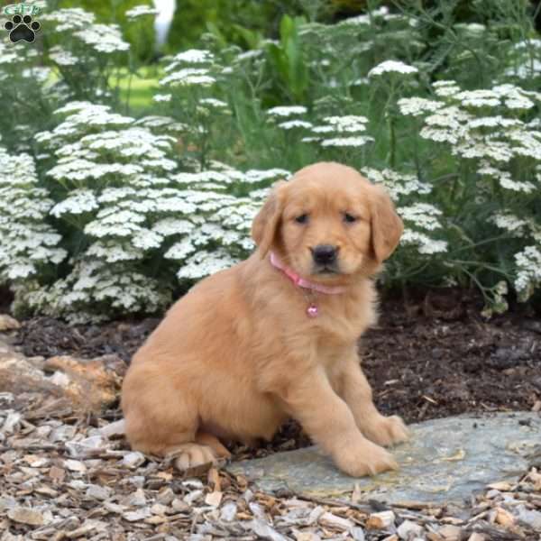 Sophie, Golden Retriever Puppy