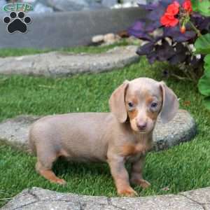 Sophie-Mini, Dachshund Puppy