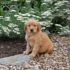 Sophie, Golden Retriever Puppy