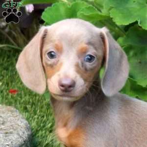 Sophie-Mini, Dachshund Puppy