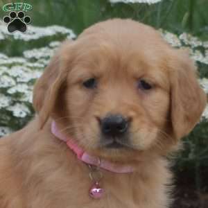 Sophie, Golden Retriever Puppy