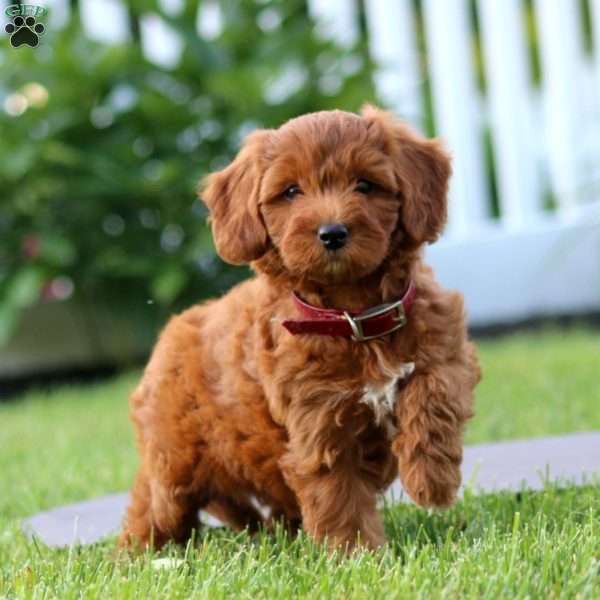 Sophie, Mini Goldendoodle Puppy