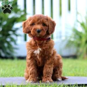 Sophie, Mini Goldendoodle Puppy