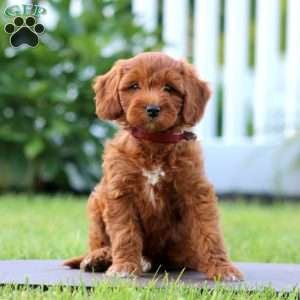 Sophie, Mini Goldendoodle Puppy