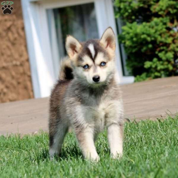 Sparkle, Pomsky Puppy