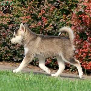 Sparkle, Pomsky Puppy