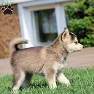 Sparkle, Pomsky Puppy