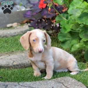 Sparky-Mini, Dachshund Puppy