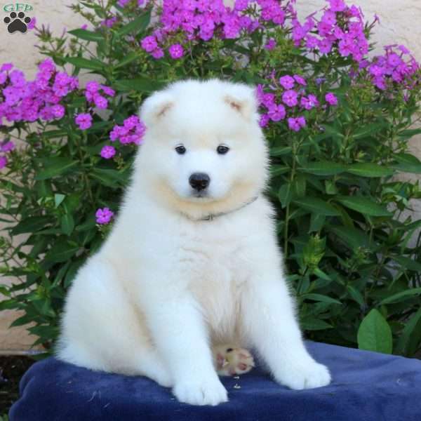 Spartan, Samoyed Puppy