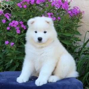 Spartan, Samoyed Puppy