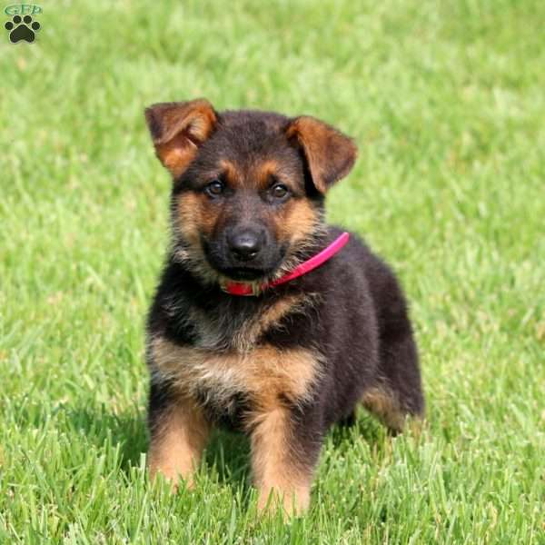 Special, German Shepherd Puppy