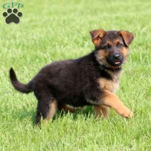 Special, German Shepherd Puppy