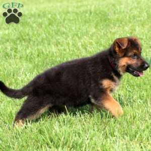 Special, German Shepherd Puppy