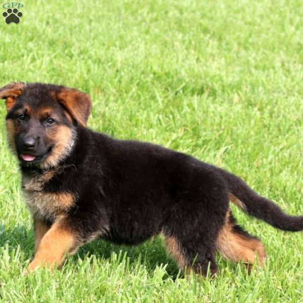 Spice, German Shepherd Puppy