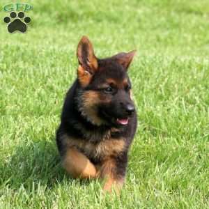 Spice, German Shepherd Puppy