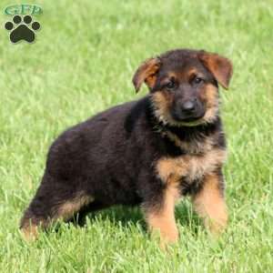 Spice, German Shepherd Puppy