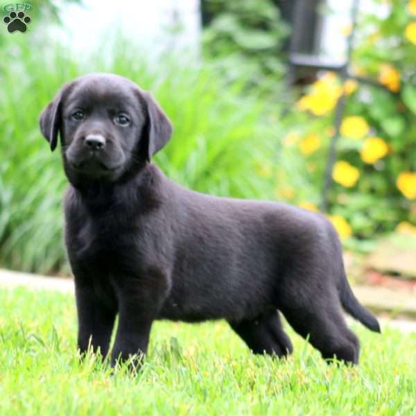 Spiffy, Black Labrador Retriever Puppy