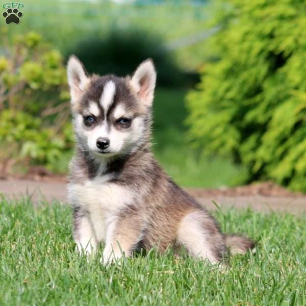 Spiffy, Pomsky Puppy