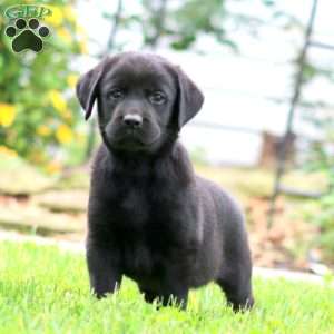 Spiffy, Black Labrador Retriever Puppy