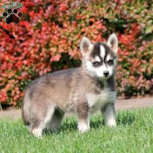 Spiffy, Pomsky Puppy