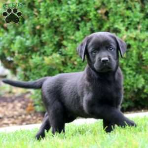Spiffy, Black Labrador Retriever Puppy