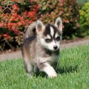 Spiffy, Pomsky Puppy