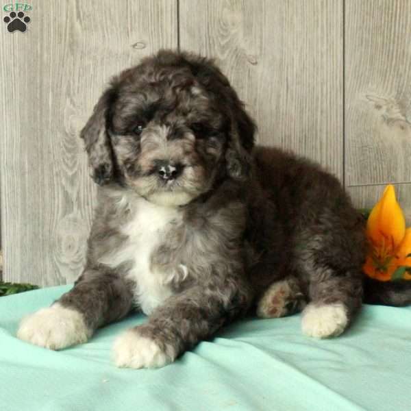 Spike, Borderdoodle Puppy