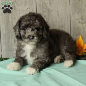 Spike, Borderdoodle Puppy