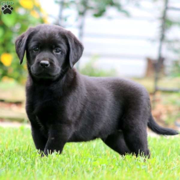 Spike, Black Labrador Retriever Puppy